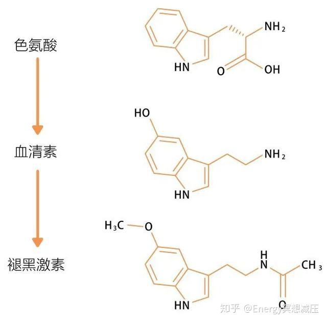 血清素最新研究进展及其应用领域探究